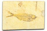 Bargain, Fossil Fish (Diplomystus) - Wyoming #379510-1